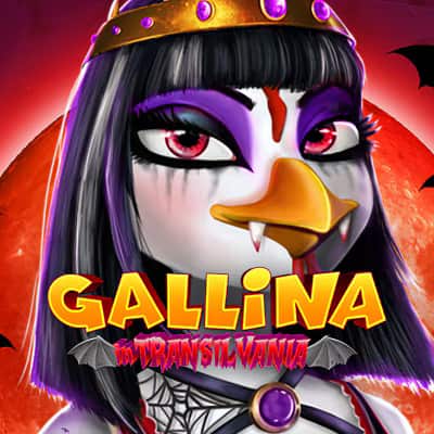 Gallina in Transilvania